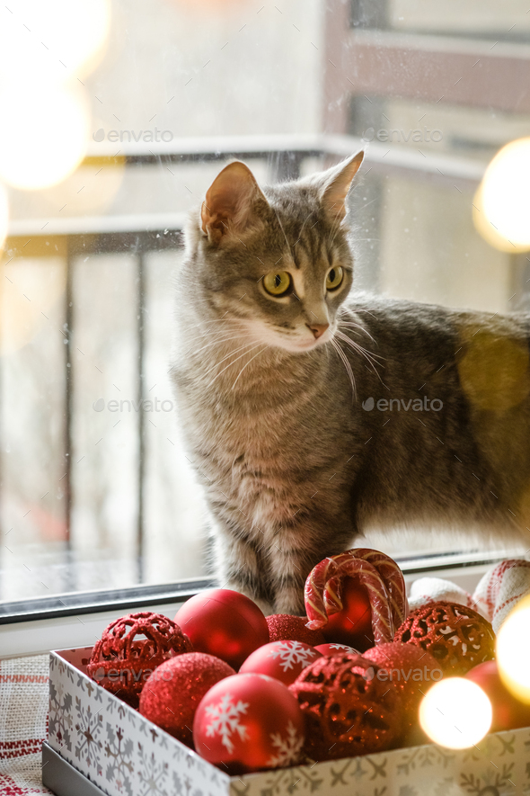 A gray cat is sitting by the window next to red Christmas toys. Cozy new year.