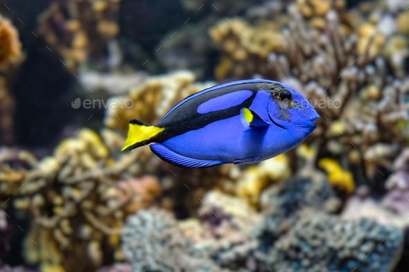 Paracanthurus hepatus blue surgeonfish fish underwater in sea - Stock Photo - Images