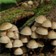 Group Of Mushrooms Group Of Mushrooms - VideoHive Item for Sale