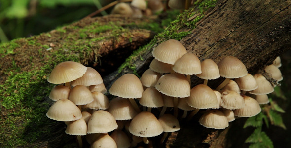Group Of Mushrooms