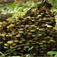 Mushrooms On A Tree Stump Mushrooms On A Tree Stump - VideoHive Item for Sale