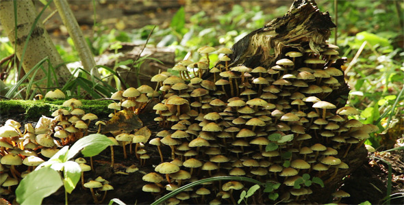 Mushrooms On A Tree Stump 