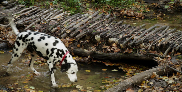 Dog Crossing River In The Forest