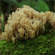 Coral Mushrooms Coral Mushrooms - VideoHive Item for Sale