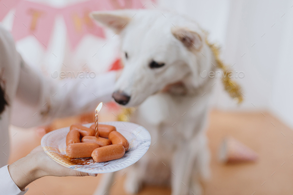 dog looking cake