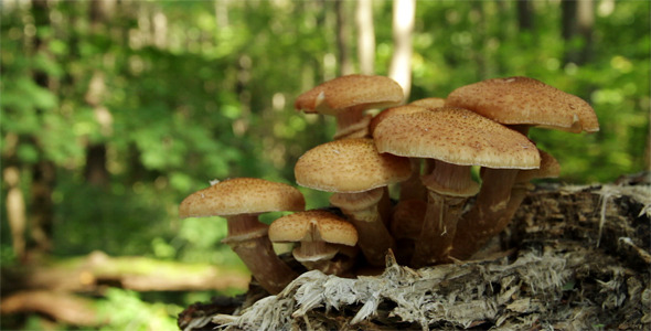 Group Of Edible Mushrooms