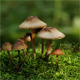 Mushrooms On Moss Mushrooms On Moss - VideoHive Item for Sale