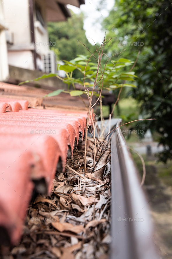 Close-up of clogged roof rain gutter full of dry leaf and plant growing in it, with selective focus
