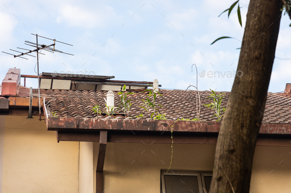 Clogged roof rain gutter full of dry leaf and plant growing in it