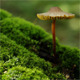Mushroom Growing From Tree Mushroom Growing From Tree - VideoHive Item for Sale