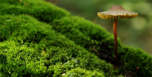 Mushroom Growing From Tree