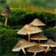 Fungus On A Tree Trunk Fungus On A Tree Trunk - VideoHive Item for Sale