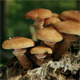 Group Of Edible Mushrooms 2 Group Of Edible Mushrooms 2 - VideoHive Item for Sale