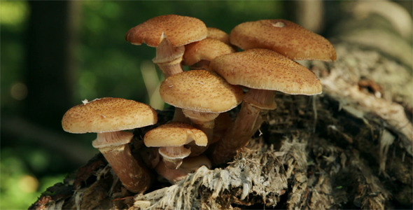 Group Of Edible Mushrooms 2