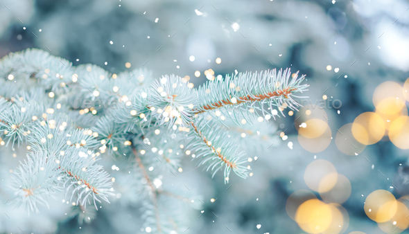 Christmas background. Blue spruce outdoor with snow, lights bokeh ...