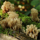 Coral Mushrooms On A Tree Coral Mushrooms On A Tree - VideoHive Item for Sale