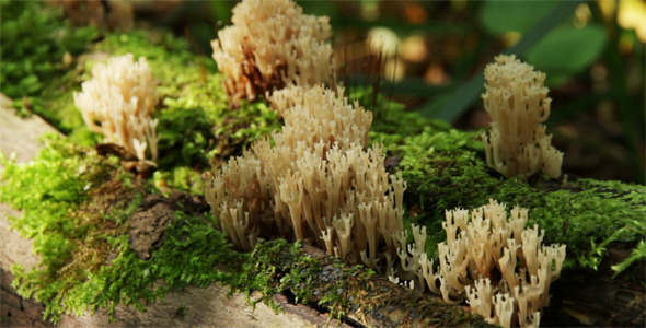 Coral Mushrooms On A Tree