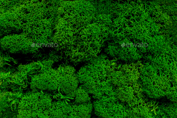 Natural green moss texture background. Stock Photo by maksimovata