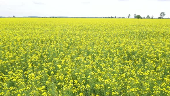 Drone view of blooming rapeseed. alt