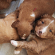 Group of cute puppies - PhotoDune Item for Sale