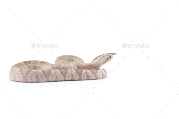 Lavender False Water Cobra Isolated On White Background Stock Photo By ...