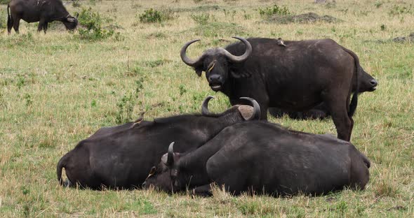 African Buffalo, syncerus caffer, Adult with Yellow Billed Oxpecker, buphagus africanus alt