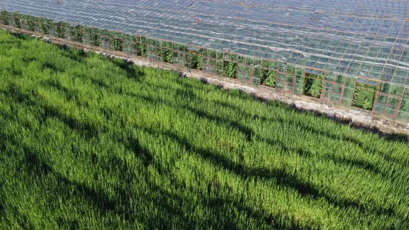 Organic Nutrient Production Agriculture of Vegetables and Greens in Glasshouse for Sale alt