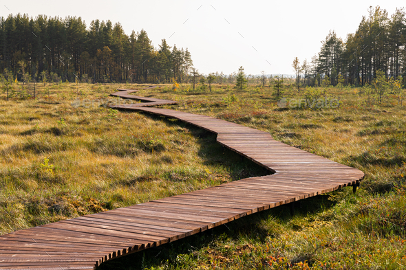 Eco hiking trail in national park through peat bog swamp, wooden path through protected environment
