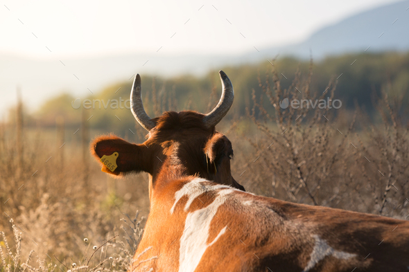 Brown cow resting and lying on the dry grass at sunset, back view, mountain on background.