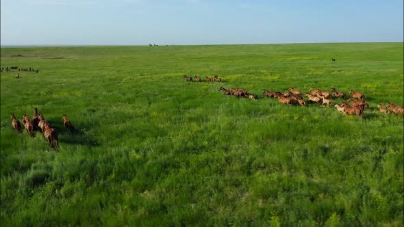 Wild Horses Running Wild Mustangs Run on the Beautiful Green Grass Dust From Under the Hooves alt