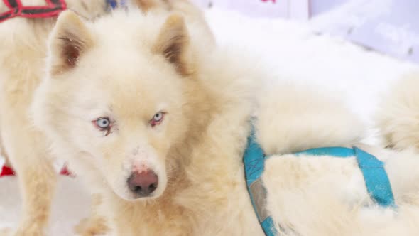 Sled Dogs Before the Race