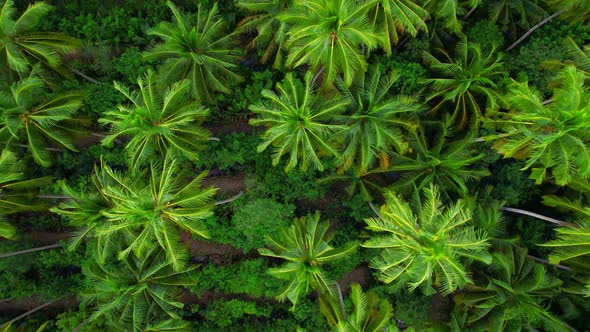 4K Aerial view drone fly over coconut trees, Green and yellow treetops. alt