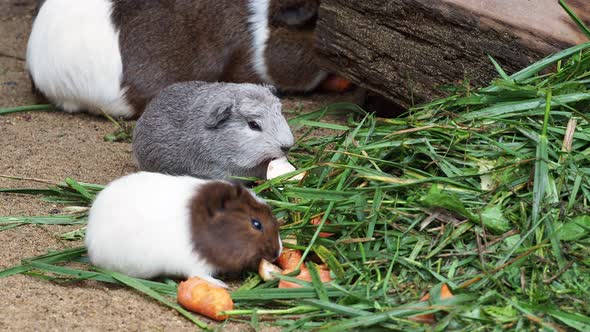 Guinea pig eats carrot alt