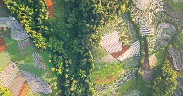 aerial drone view of a vegetable plantation on the slopes of Mount Sumbing in slightly foggy, Centra alt