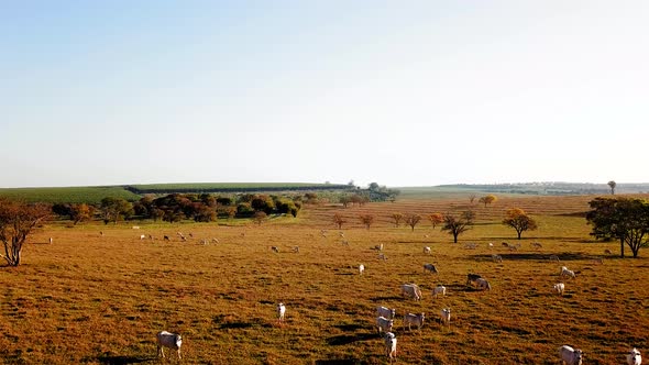 Aerial view of cattle breeding, nelore, drone, travelling alt