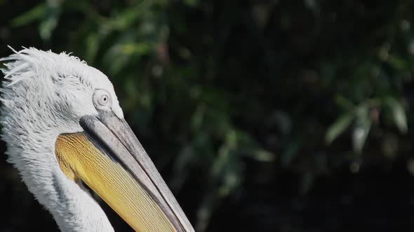 Close Up Portrait of Dalmatian Pelican, Pelecanus Crispus, Staring in Camera, Big Freshwater Bird alt