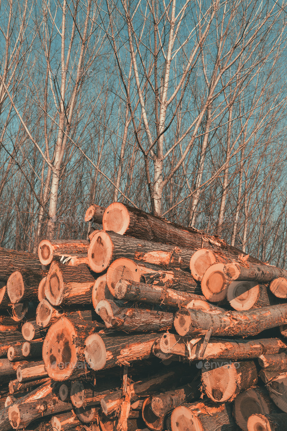 Deforestation concept - logging timber in wood industry, pile of cut off tree trunks. - Stock Photo - Images