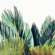 Palm leaves on white background. Cycas revoluta - PhotoDune Item for Sale