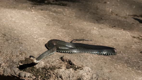 Slow Motion of Closeup of a Large Black Snake Stalking Prey While Lying on a Rock alt
