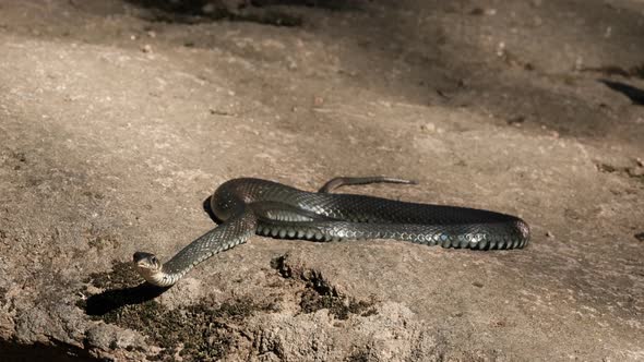 Slow Motion of Closeup of a Large Black Snake Stalking Prey While Lying on a Rock