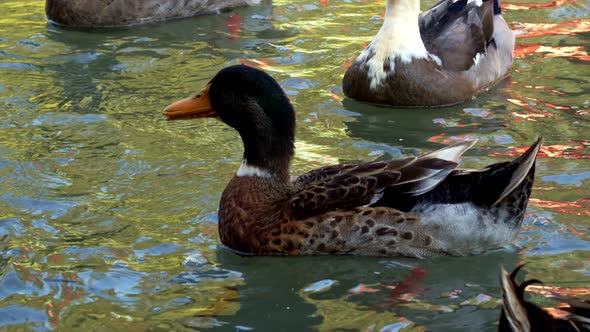 Bird Animal Duck In Lake 10