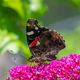 Admiral butterfly collecting nectar at a budleja blossom - PhotoDune Item for Sale
