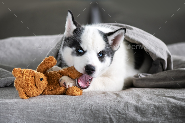 Beautiful blue eyed teddy bear