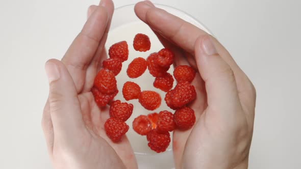 Raspberries falls from a human hands to the milk in a dish
