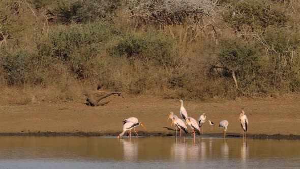 Foraging Yellow Billed Storks - Kruger National Park alt