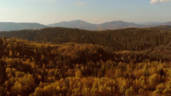 Aerial Drone View: Flight over pine, spruce and deciduous tree forest in mountains
