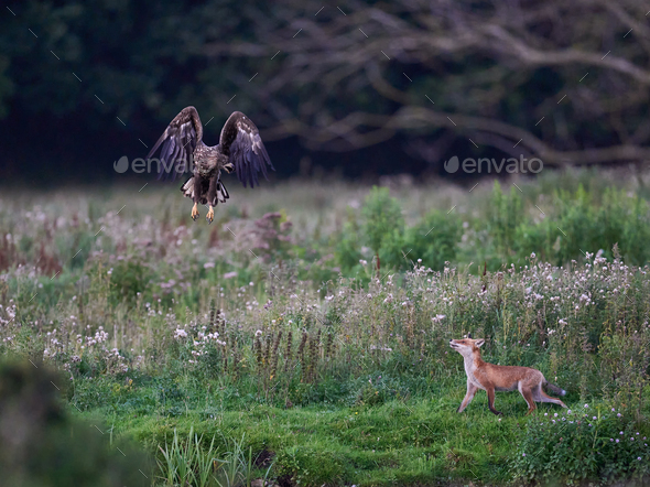 White-tailed eagle (Haliaeetus albicilla) vs Red fox (Vulpes vulpes) - Stock Photo - Images