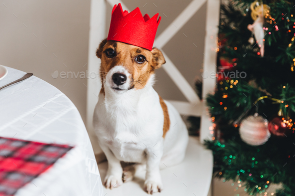 Funny jack russell terrier with red crown poses against decorated New Year  tree Stock Photo by StudioVK