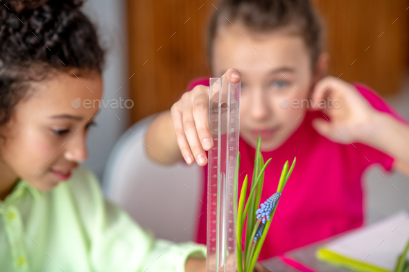 Girls measuring the height of a flowering plant with a ruler.