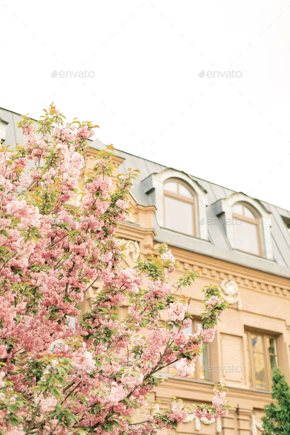 Warm and Sunny Spring in Paris. Blossoming Sakura Parisian building. Cherry blossom